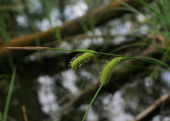 Blasen-Segge (Carex vesicaria) - © Emanuel Trummer